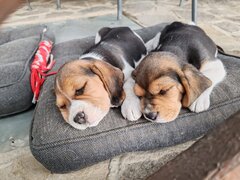 Cateluse Beagle, pui