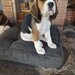 Cateluse Beagle, pui