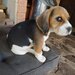 Cateluse Beagle, pui